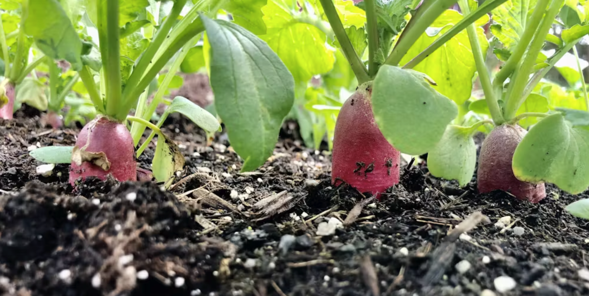 Radishes are cool-season garden crops that cannot withstand the hottest days of summer. Matt Kasson, CC BY-ND