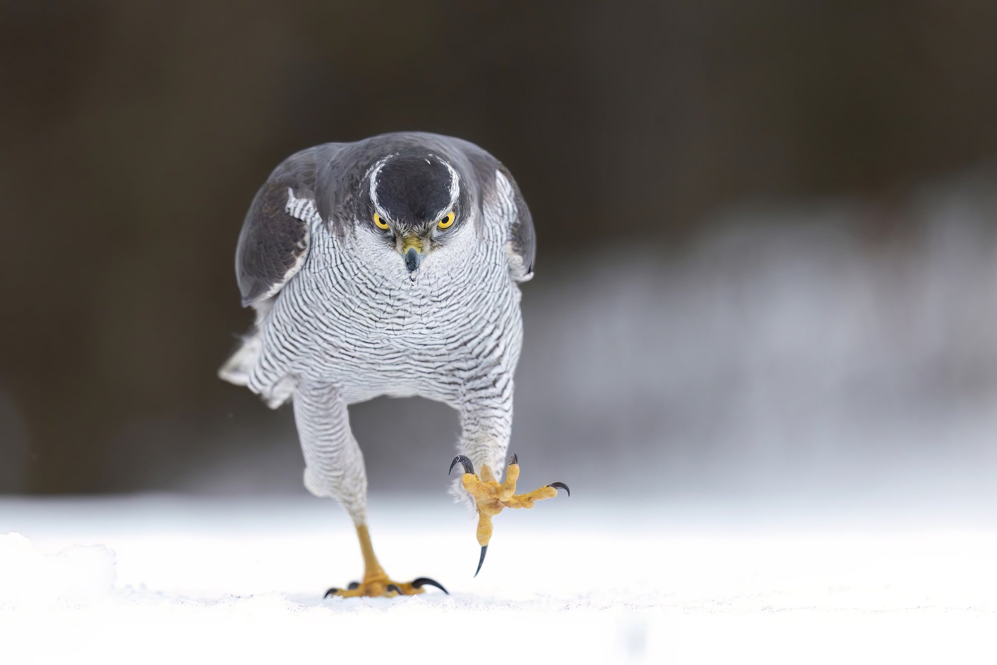 a white and grey bird with yellow eyes marches towards the camera 