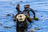 an otter in the water