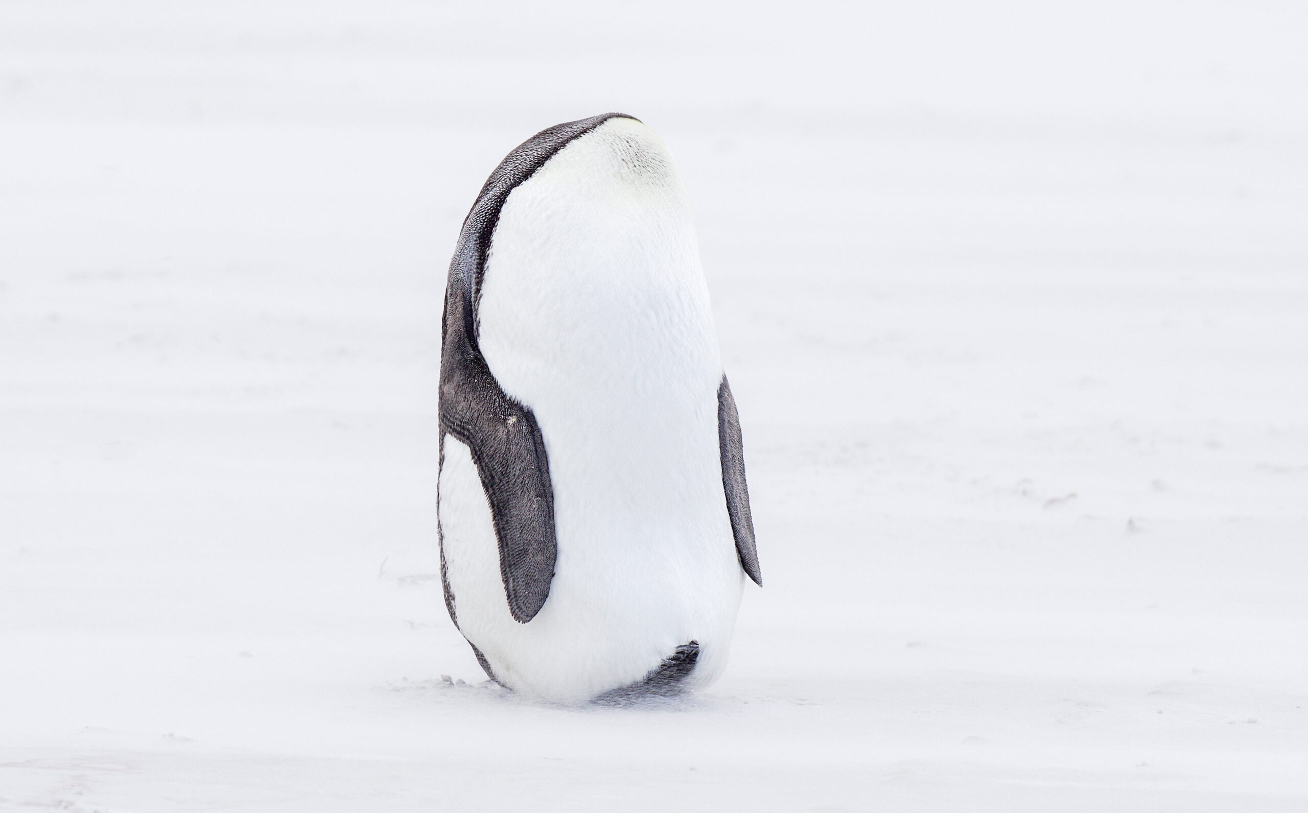 a penguin bent in a way that makes it look like it lost its head