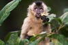 un singe tenant un morceau de fruit et assis dans un arbre lève les yeux