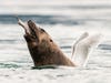 a sea lion eats a fish but looks like it has the wings of a gull 
