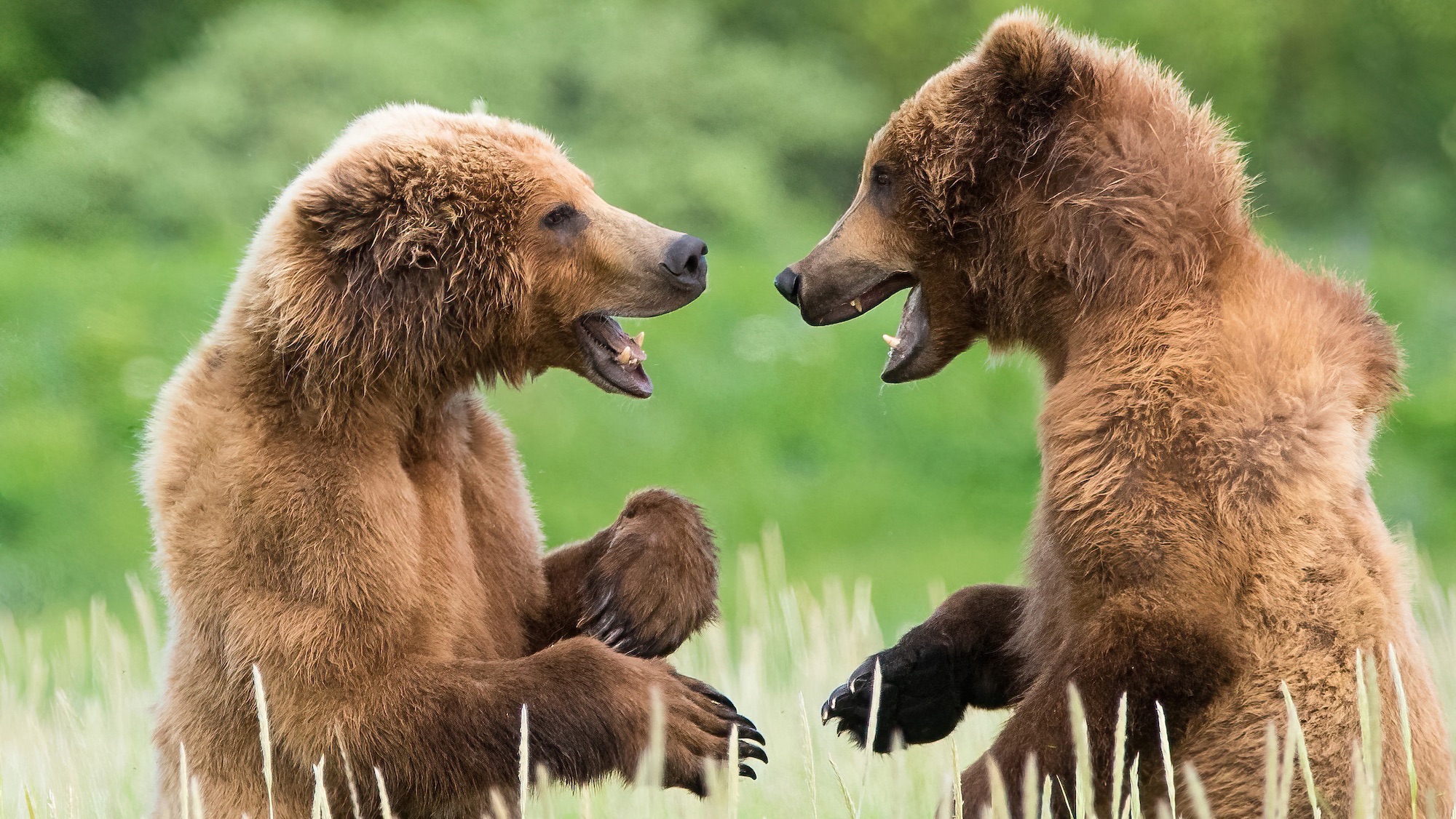 two brown bear cubs with their mouths open looking at each other