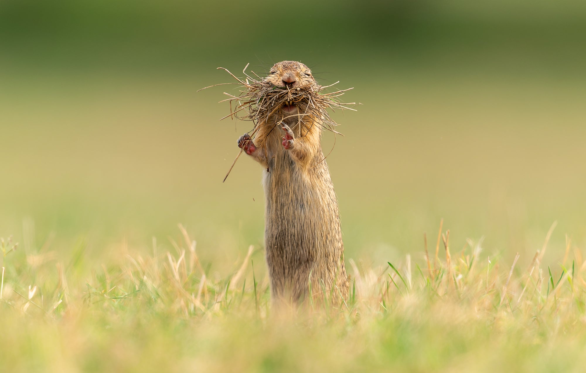a ground squirrel with a mouth full of grass and half-shut eyes