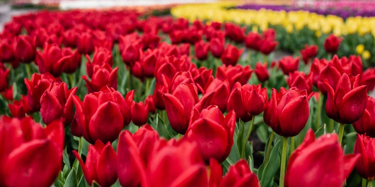 Autonomous robots help farmers prepare for world’s largest tulip bloom