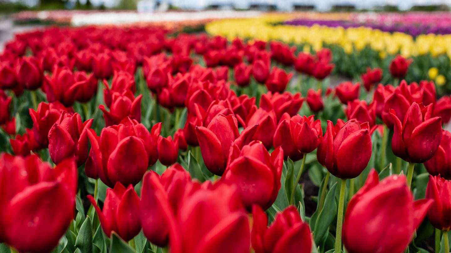 H2L’s Selector Robot will looks for signs of virus in the worlds leading exporter of tulips.