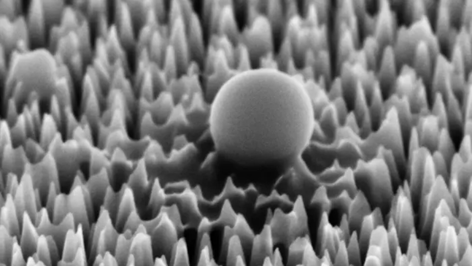 Un nuevo material neutraliza el 96 por ciento de las células virales utilizando nanopicos