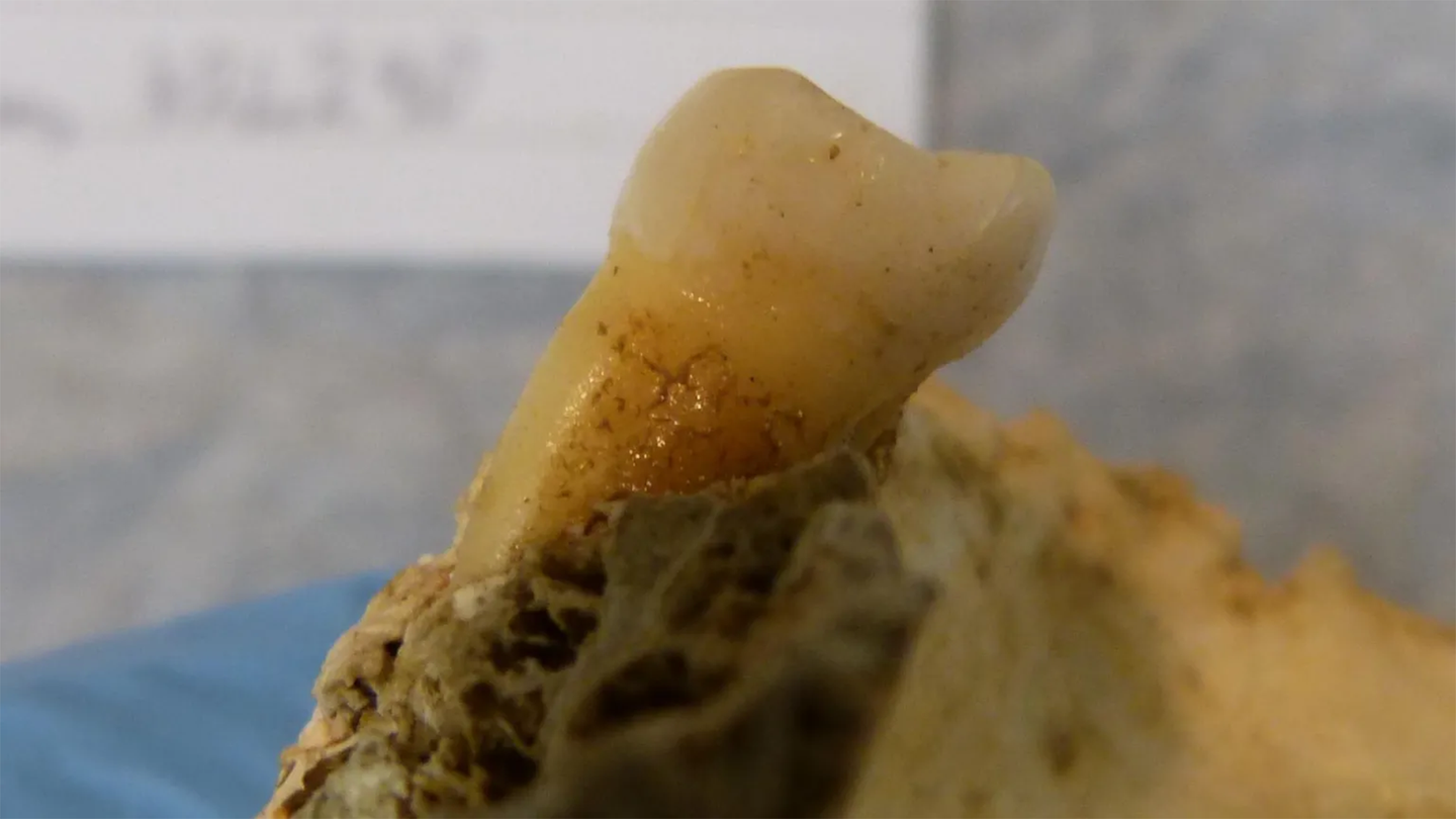 a prehistoric tooth in a lab