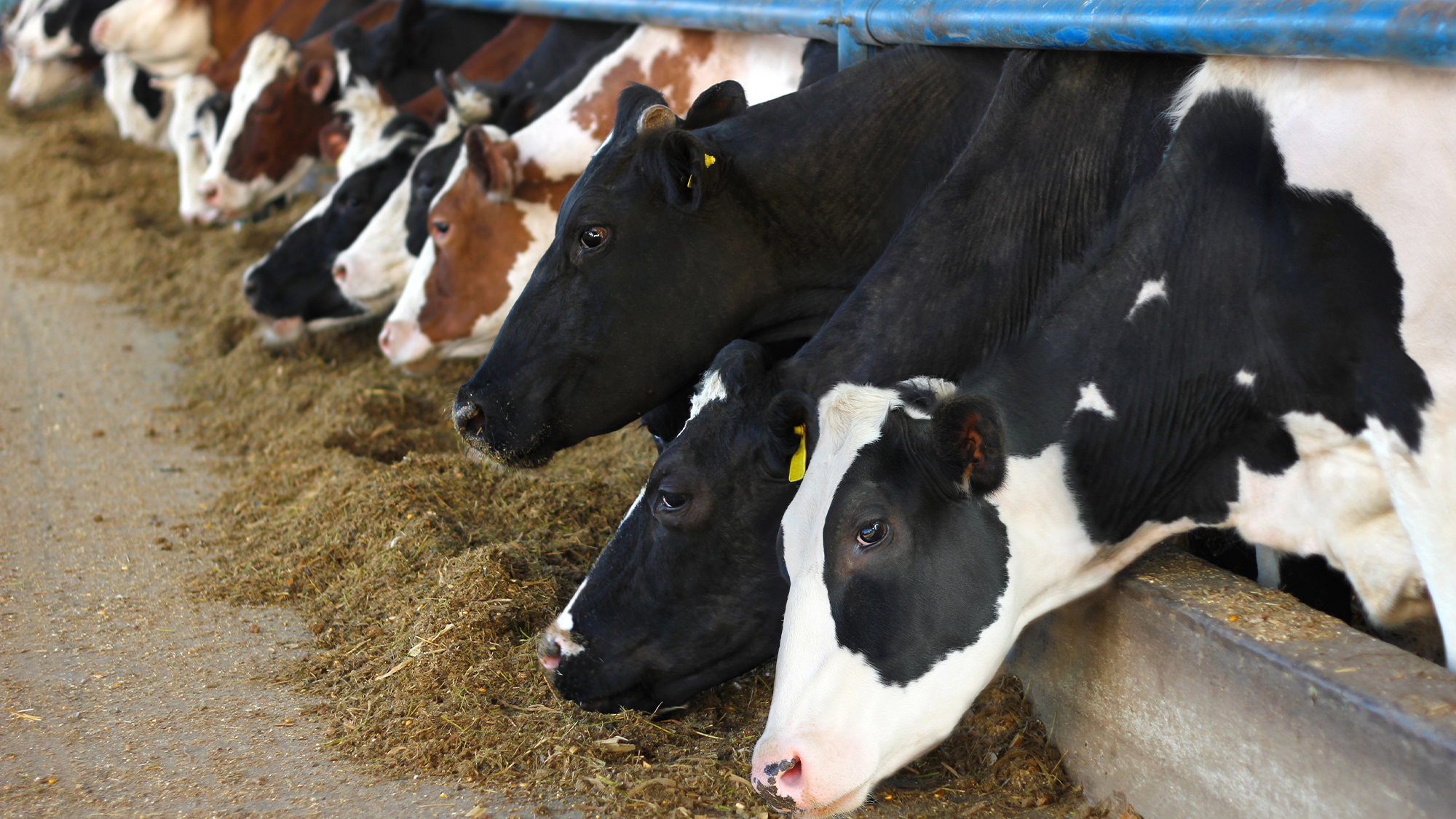 Detectan gripe aviar en muestras de leche de vaca lechera
