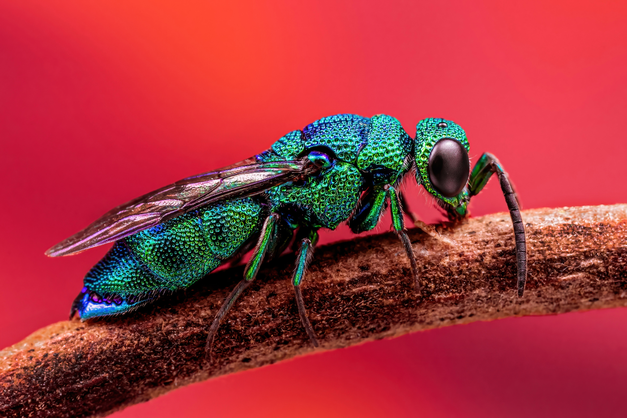 a green and blue wasp on a stick against a red backdrop