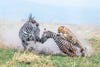 a cheetah pounces on a baby zebra as its mother tries to fight back 