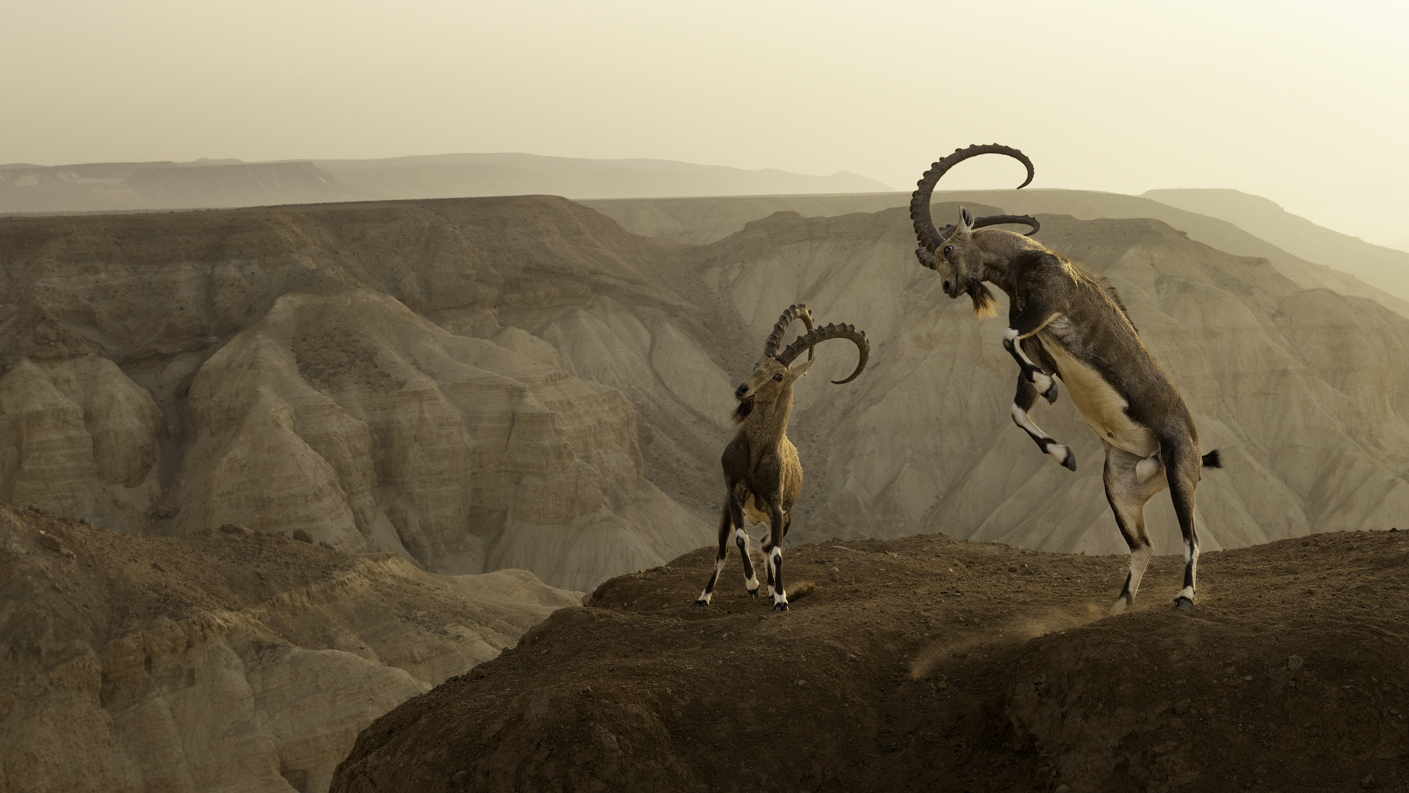 two horned goats jumping in the air on a desert plateau
