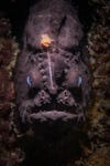 A black frogfish with blue-ish eyes