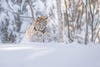 a lynx jumping through the snow