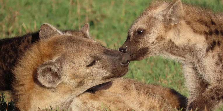 Hyenas’ social status shines through in their poop