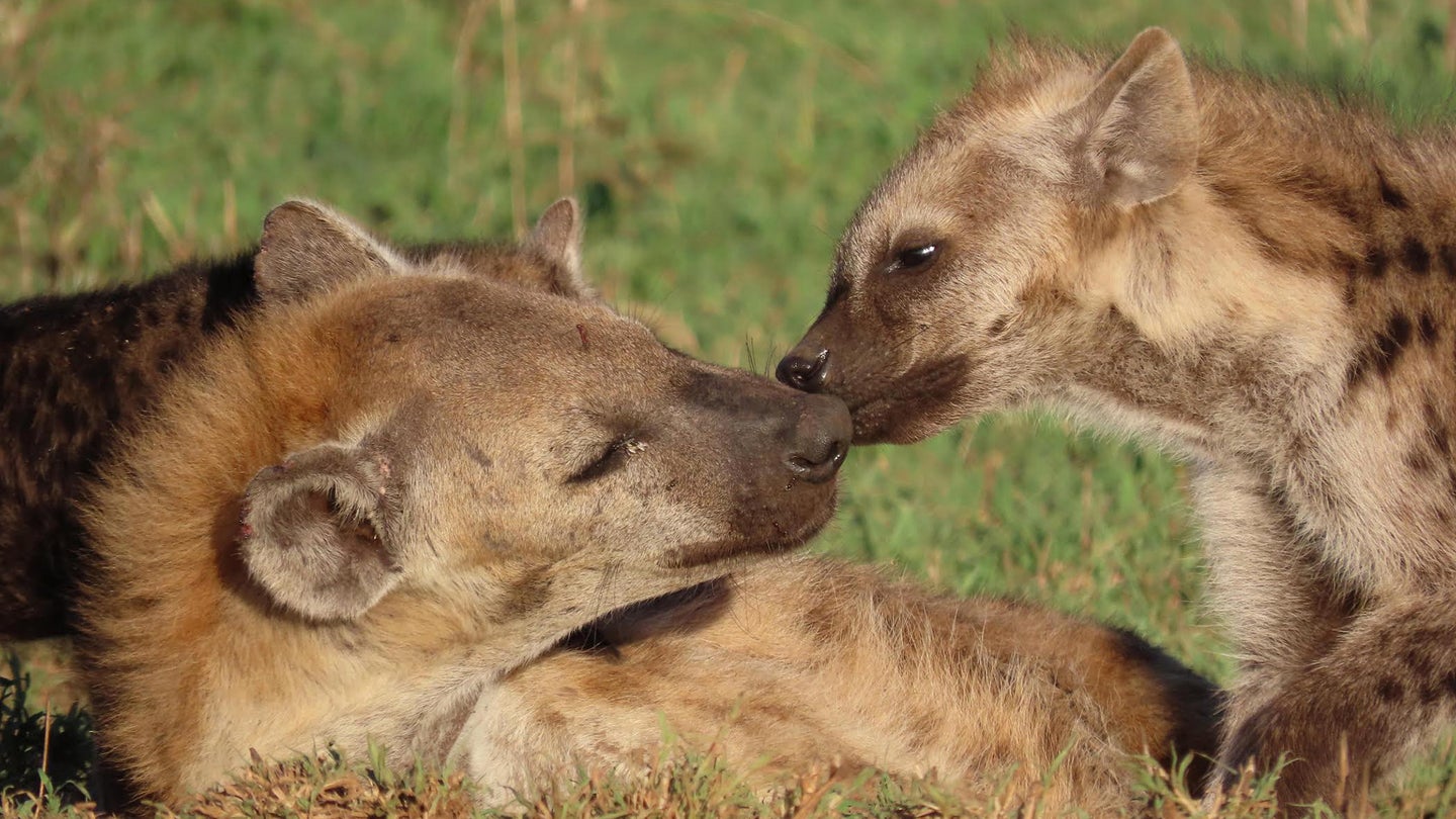 Spotted hyenas resting at the communal den in the Serengeti National Park, Tanzania.