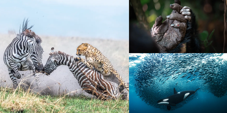 18 beautiful and jarring wildlife photos that remind us nature is fierce