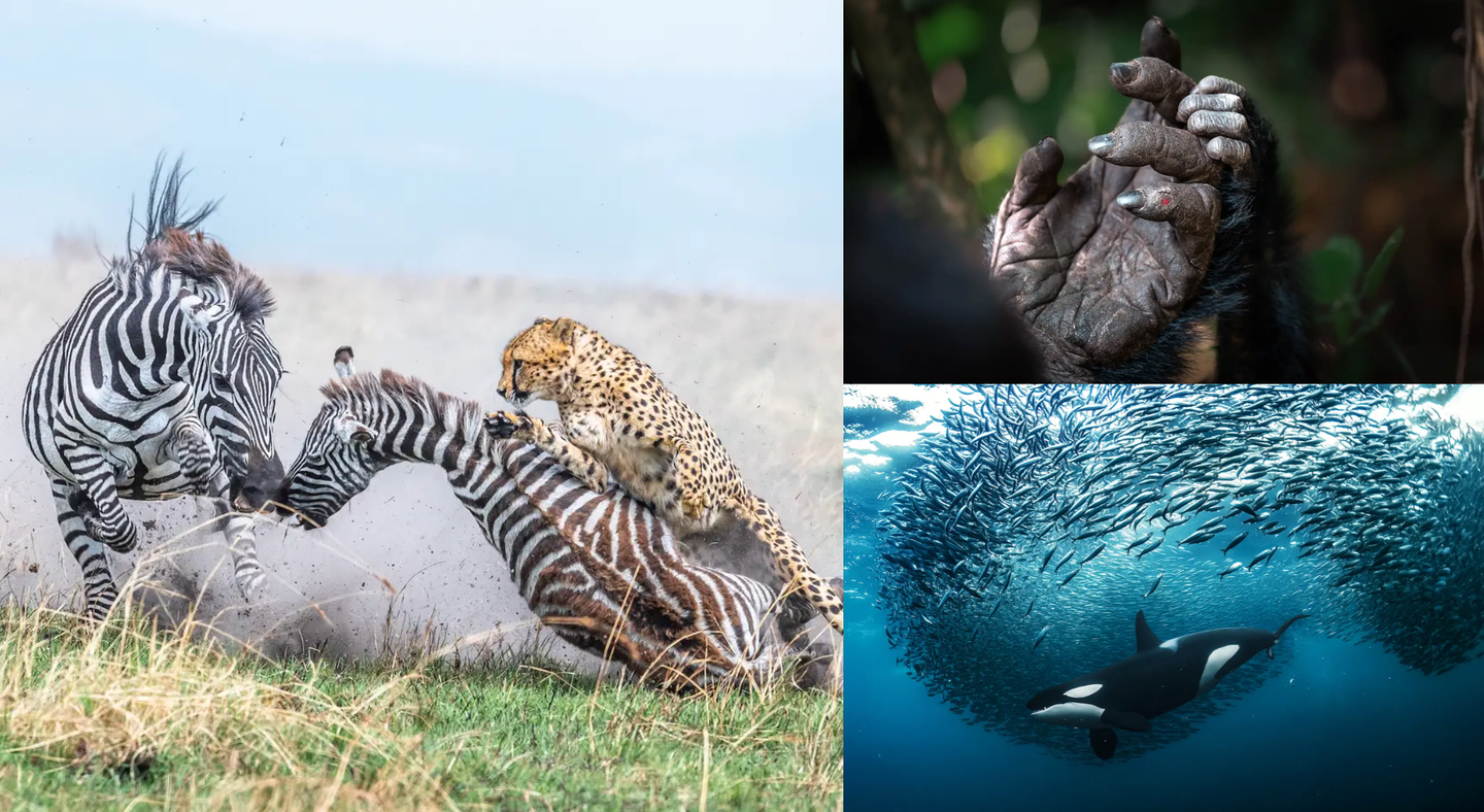three images: a cheetah attacking a baby zebra, a gorilla mom holding her baby's hand, an orca swimming amongst fish