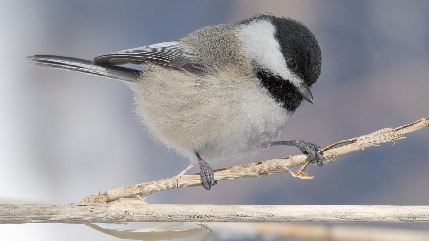 a small bird called a chickadee with black, white, and grey feathers stands on a stick