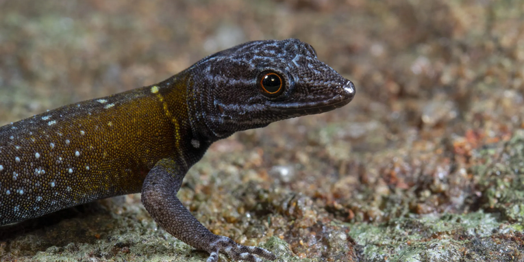 New tiny gecko species named after Vincent van Gogh
