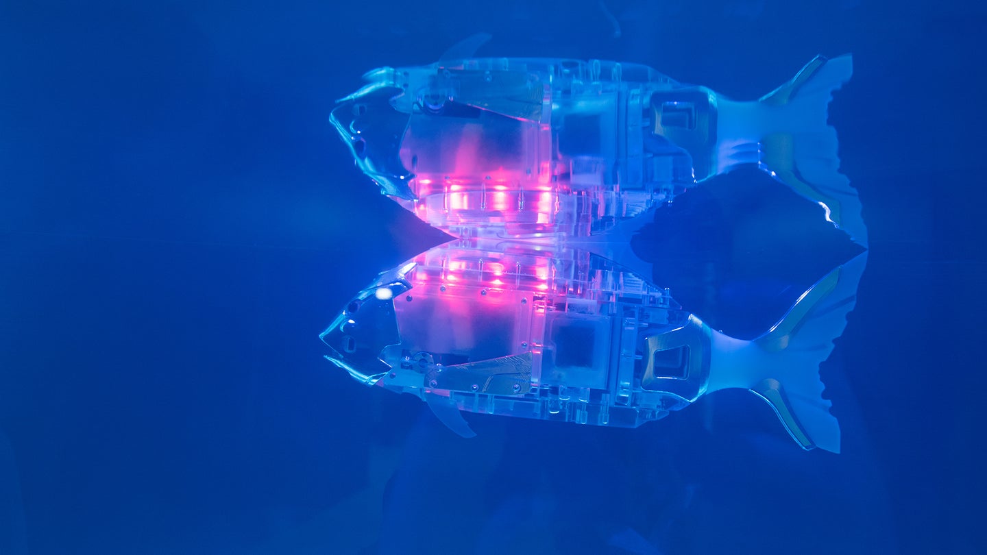 a fish robot in an aquarium