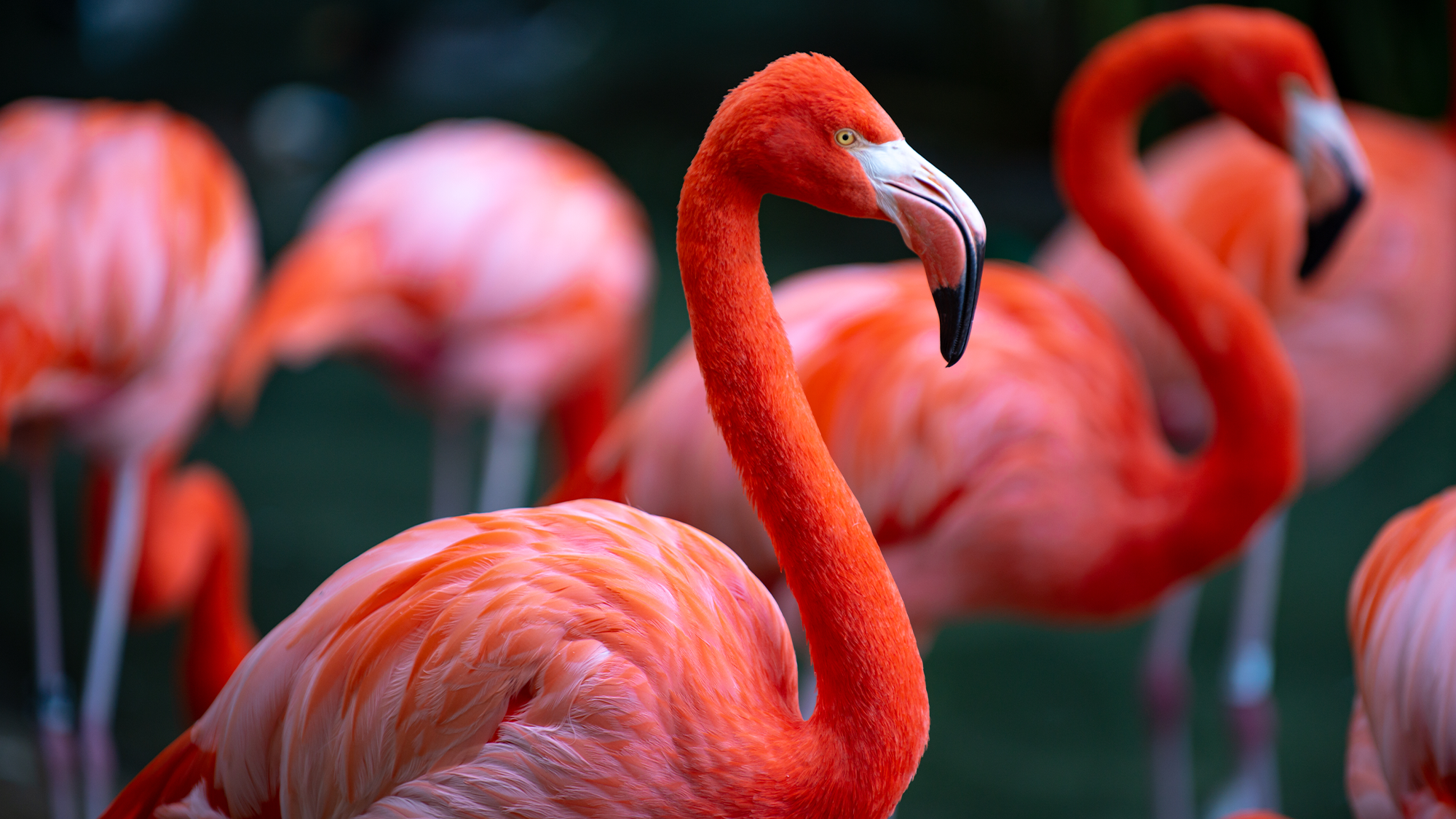 https://www.popsci.com/uploads/2024/04/01/flamingo.png?auto=webp&optimize=high&width=1440