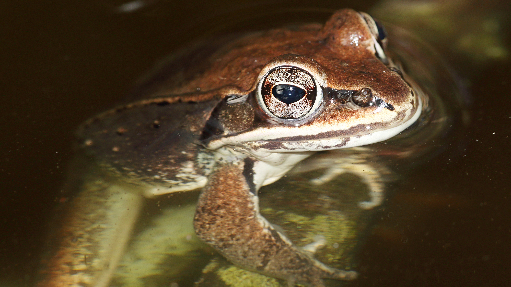 These frogs may be evolving because of road salt