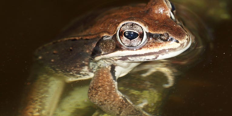 These frogs may be evolving because of road salt