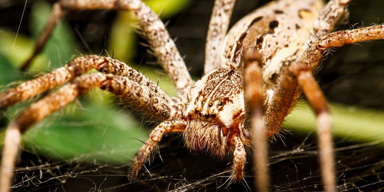 Spider conversations decoded with the help of machine learning and contact microphones
