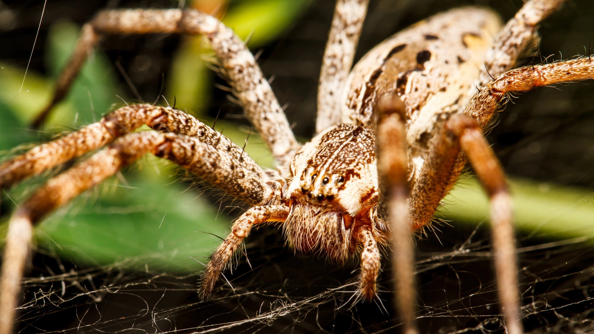 Close up of wolf spider resting on web