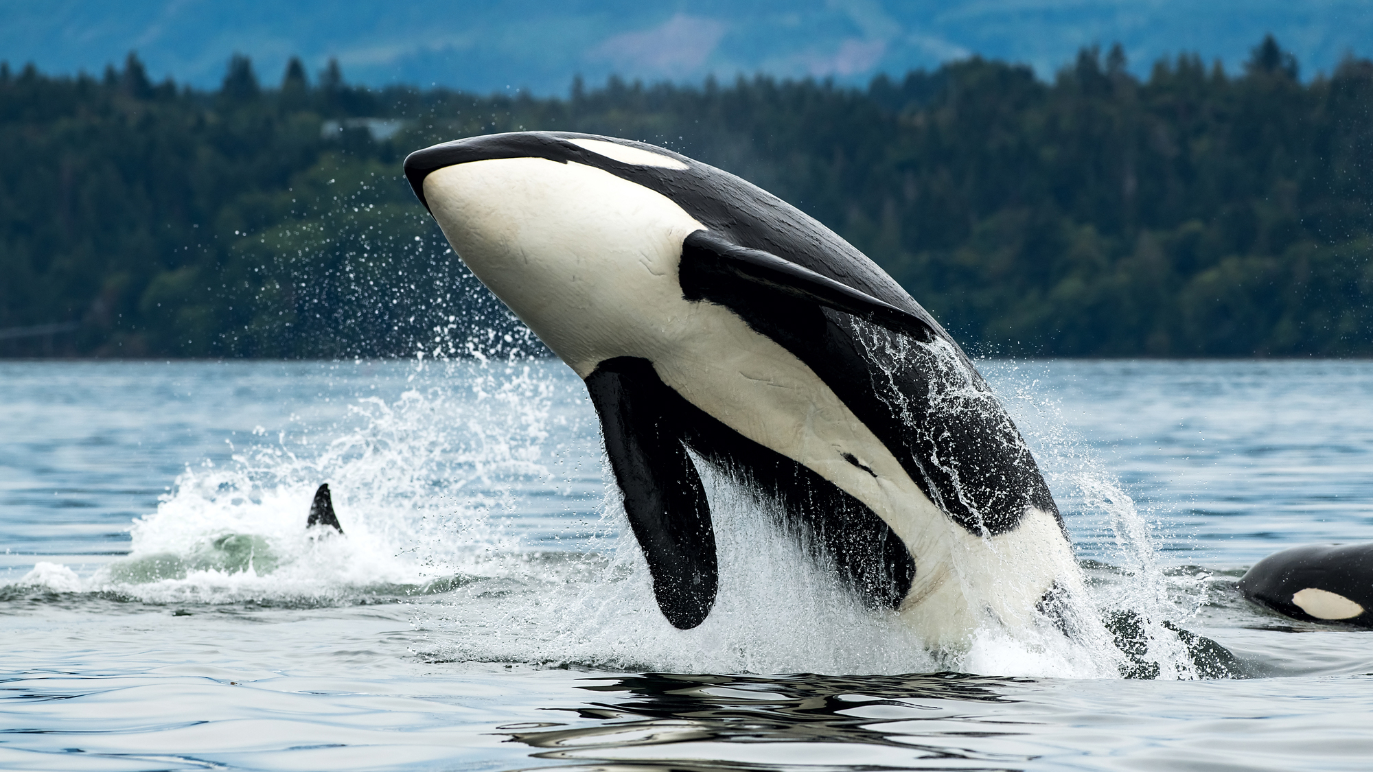 killer whale jumping out of water an orca