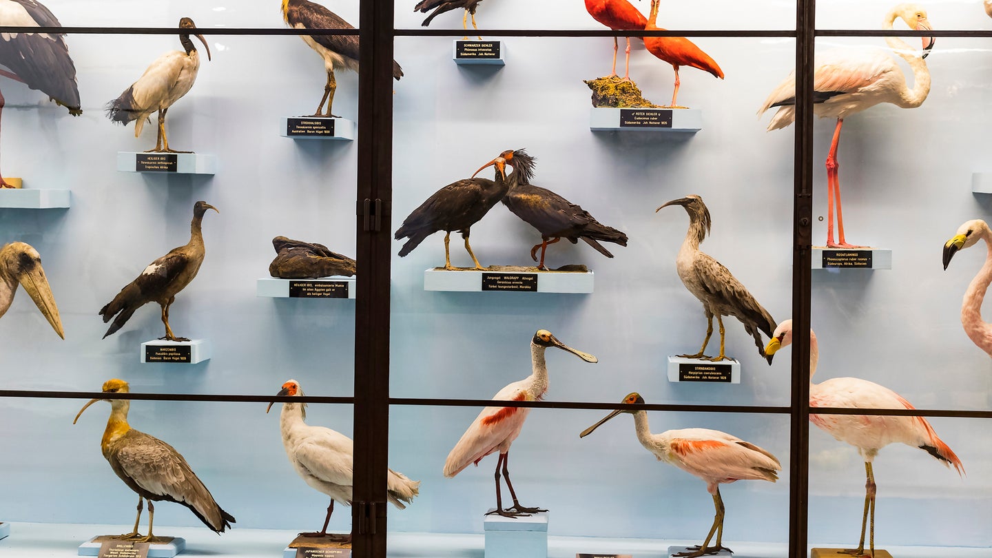 birds on display taxidermy taxonomy museum shelf behind glass