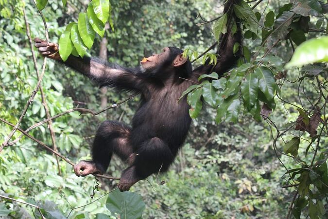 a chimpanzee swinging through the trees