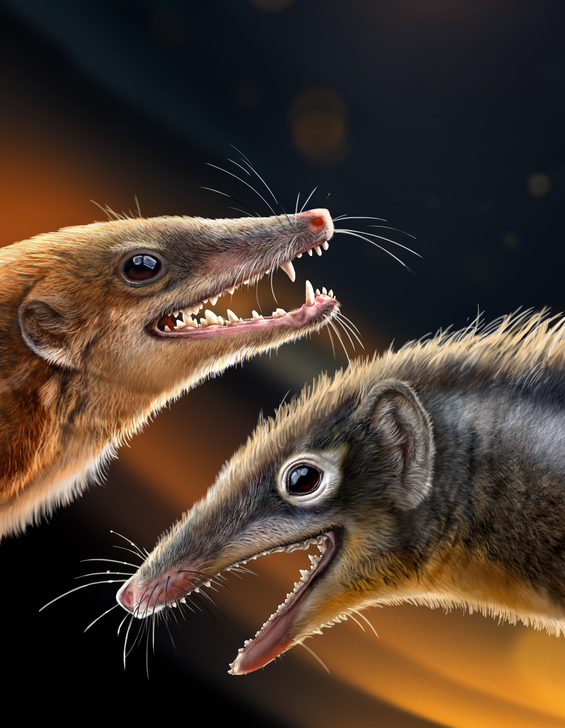 Reconstruction of Feredocodon chowi (right) and Dianoconodon youngi (left)

CREDIT
© Chuang Zhao

