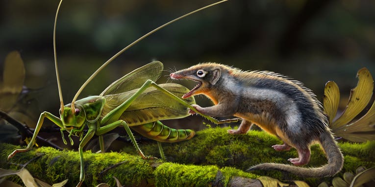New fossils of tiny, toothy early mammals could be a major missing link