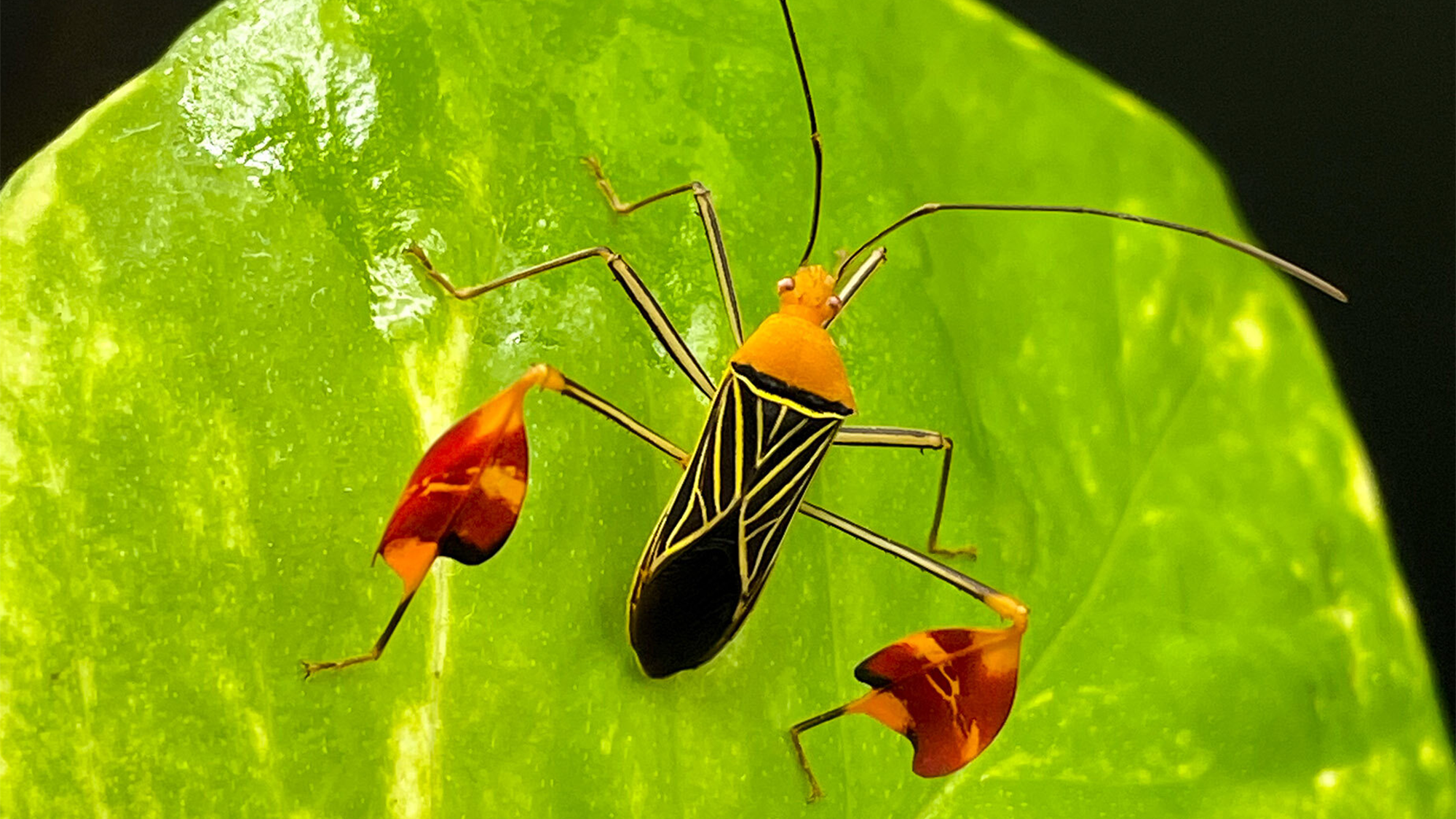an insect called a matador bug on a green leaf. these bugs have red flag lookingsdecorations on their hind legs