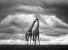 two giraffes rub necks with birds in the air. black and white image