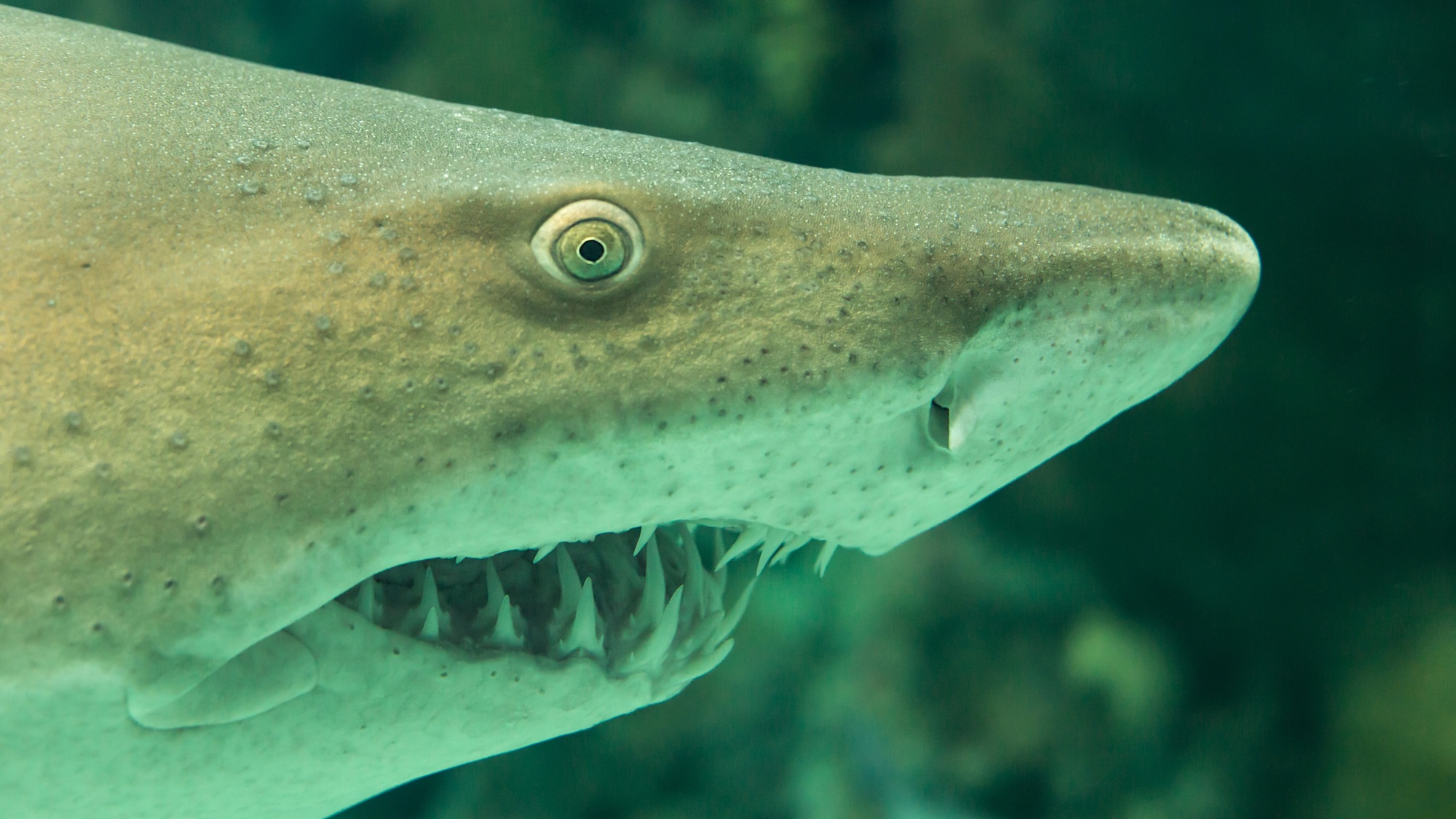 Close up of shark head