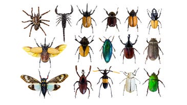 Why are there so many different beetles?