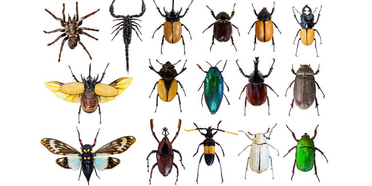 Why are there so many different beetles?