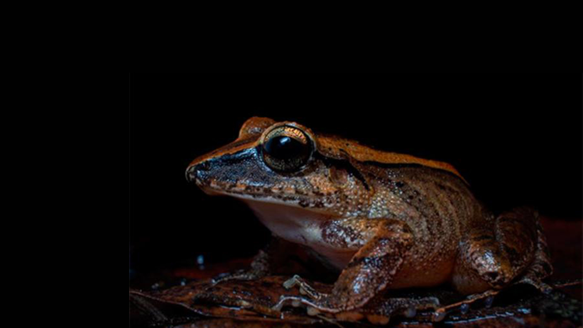 a close up of a brown-colored frog called Haddadus binotatus