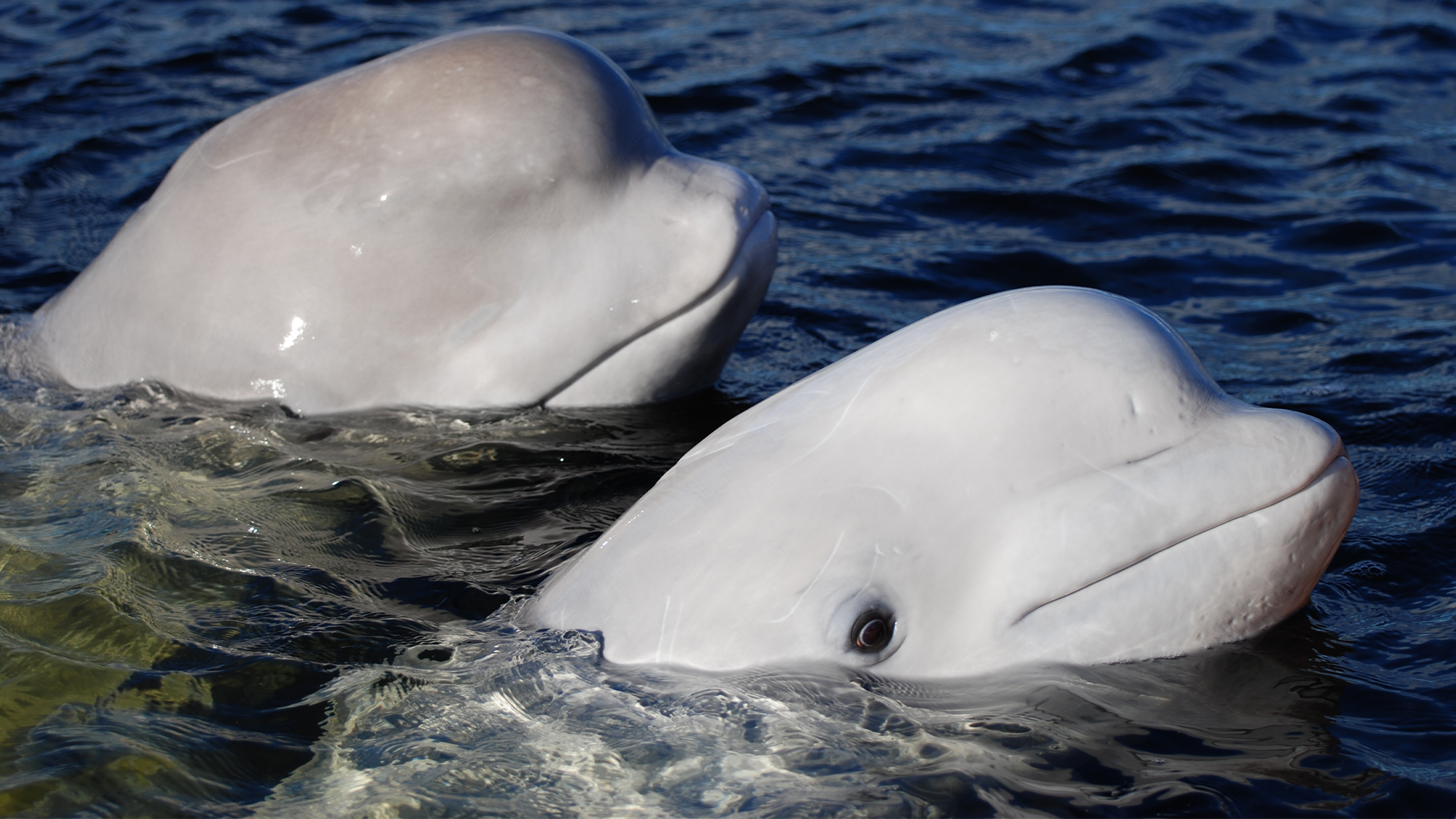 two white beluga whales at the surface of the water
