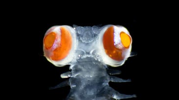 Tiny worm with enormous eyes may have a ‘secret language’