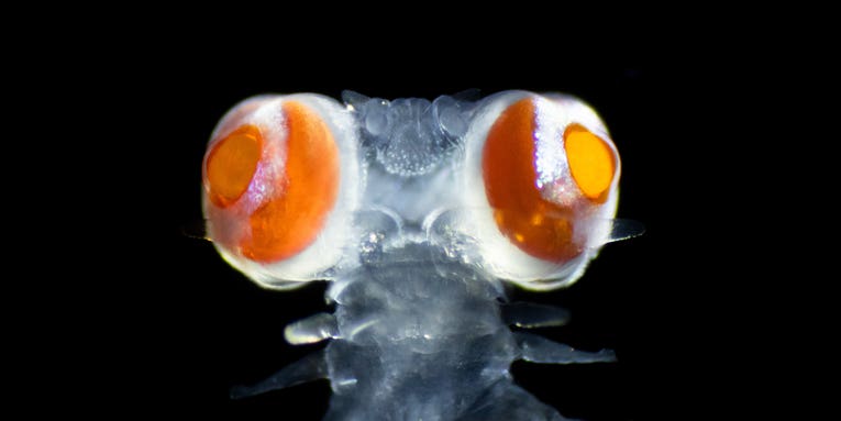 Tiny worm with enormous eyes may have a ‘secret language’
