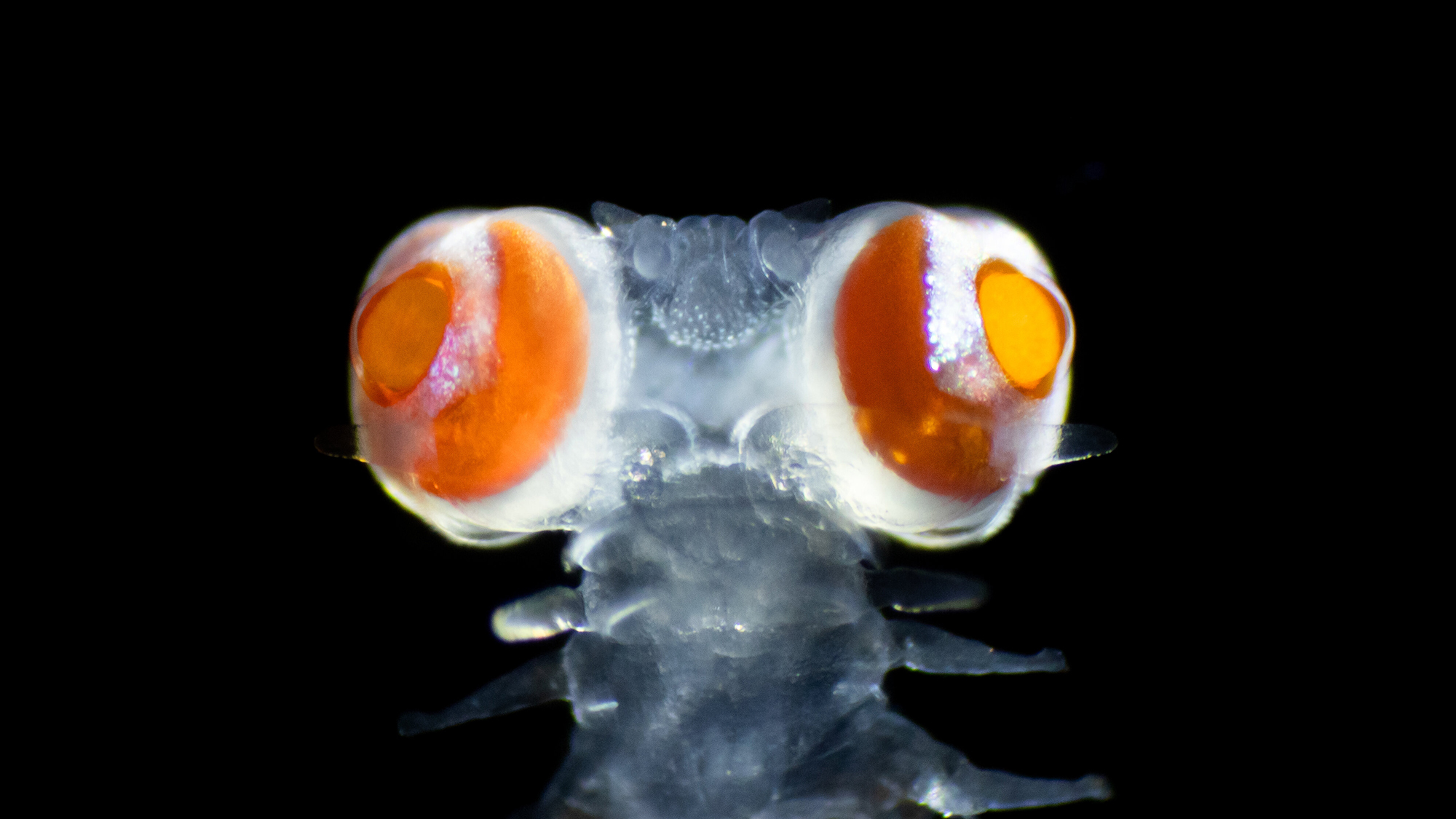 a transparent marine worm with two large reddish-orange eyes on the top of its head