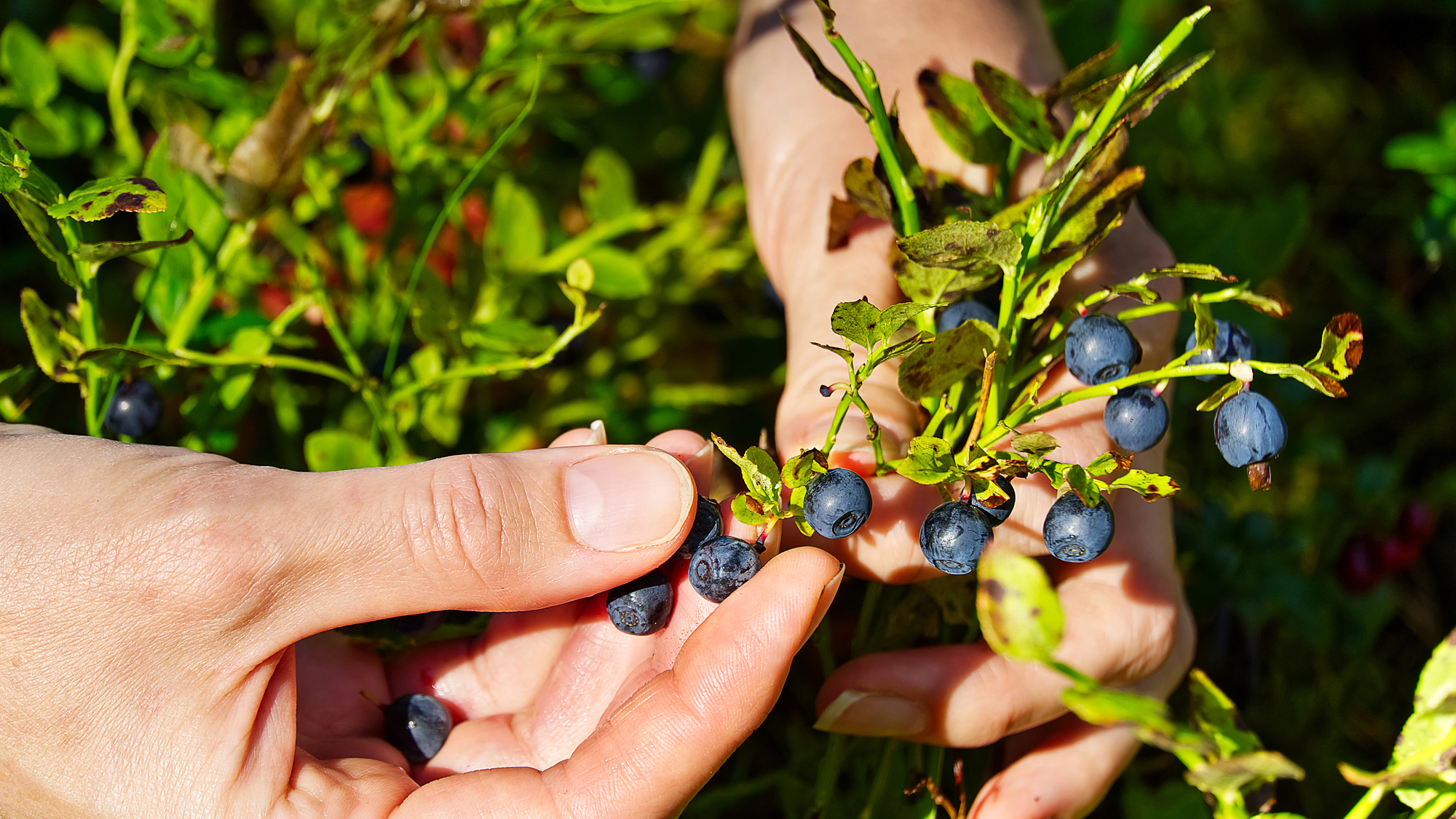Researchers analyzed data from 457 adults who played an online foraging game.