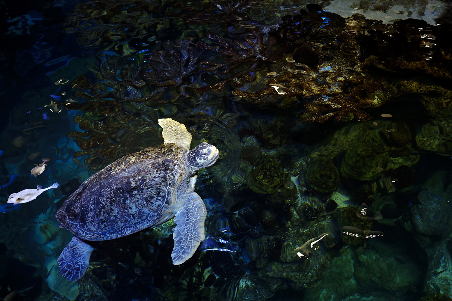 a turtle swimming in an aquarium tank