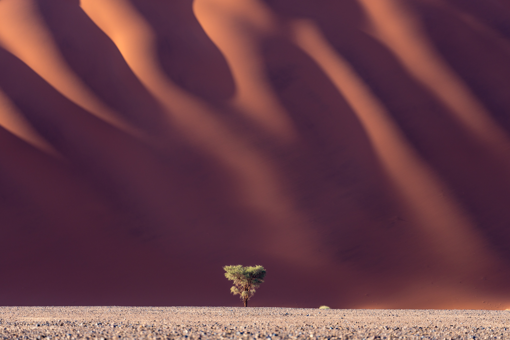 a tree in front of a large, rippled sand dune
