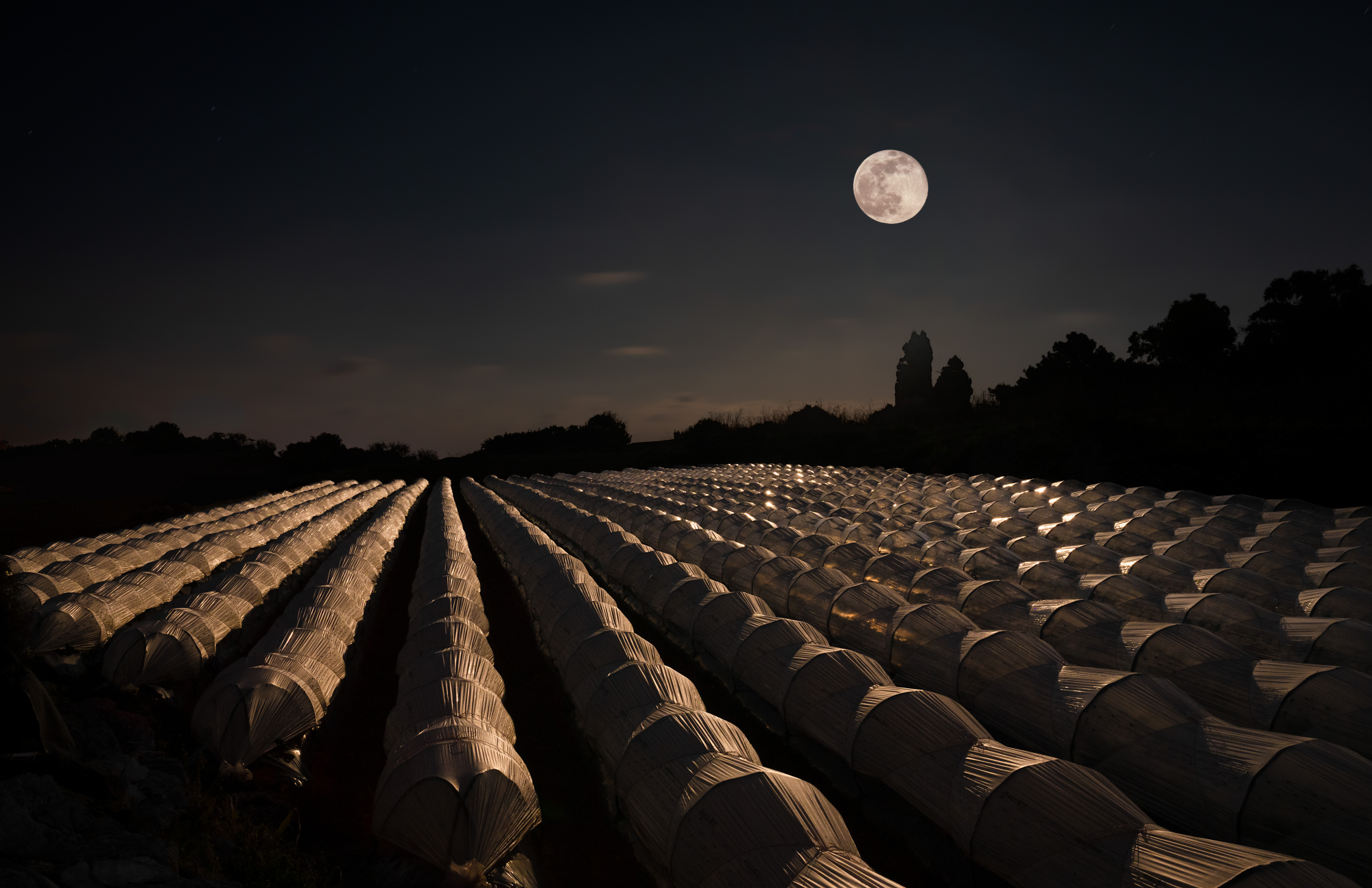 the moon shines over a field where the crops are covered in plastic 