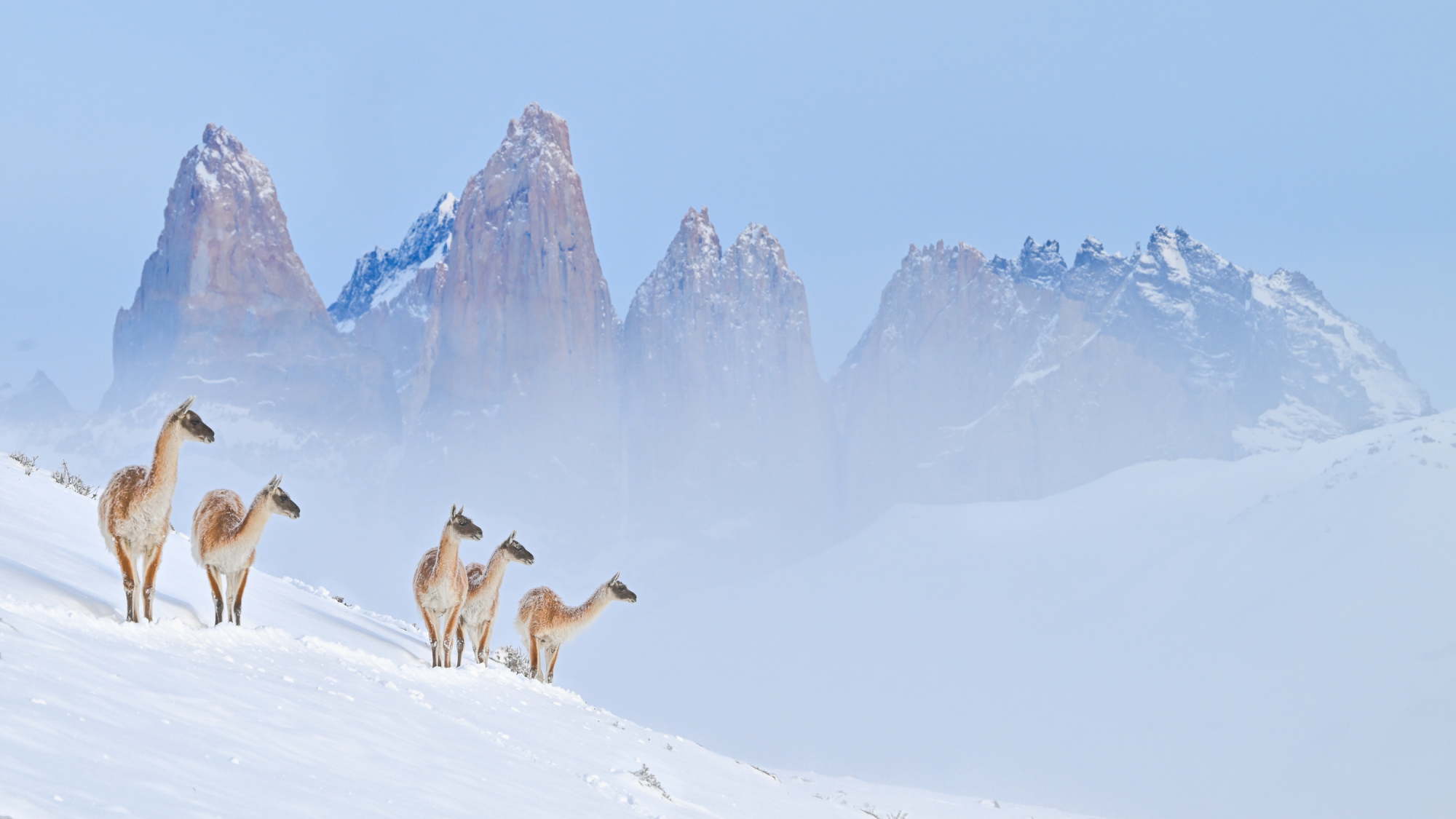 five brown and white llamas stand in the snow in front of mountain peeks 